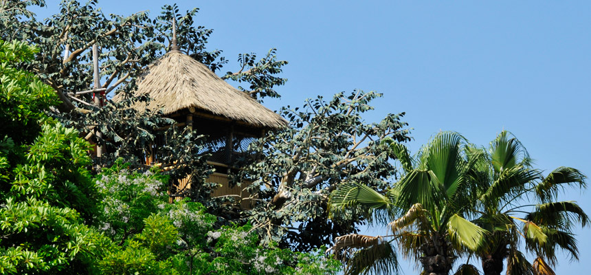 image of Swiss Family Treehouse2