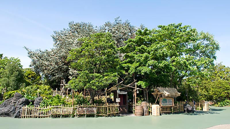 大きなベンガルボダイジュの木の上で♪のイメージ
