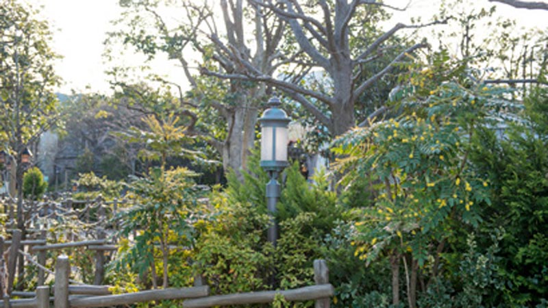 公式】【花と緑の散策】｜東京ディズニーリゾート・ブログ