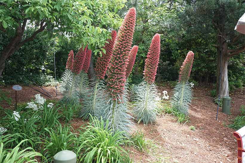 公式】この植物はいったい！？ | 東京ディズニーリゾート