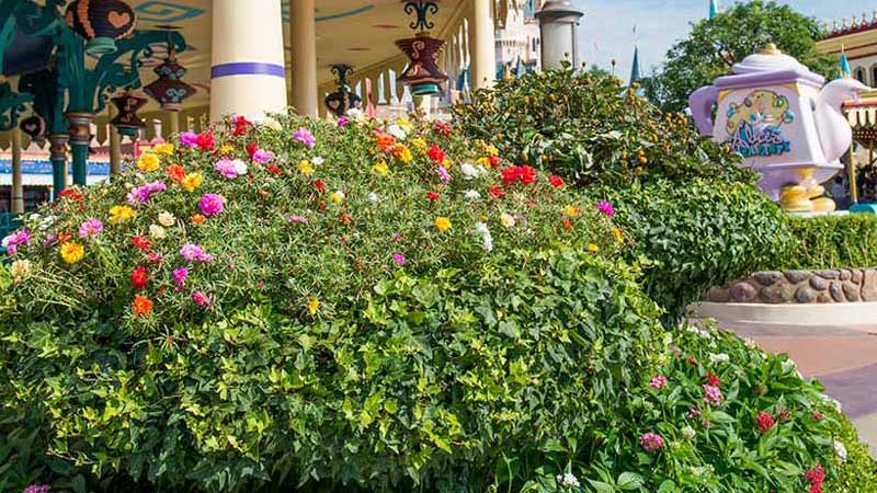公式 花と緑の散策 東京ディズニーリゾート ブログ 公式 花と緑の散策 東京ディズニーリゾート ブログ