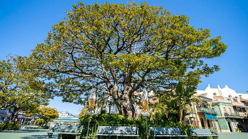 東京ディズニーリゾートの大きな樹をご紹介♪～東京ディズニーランド編～のイメージ