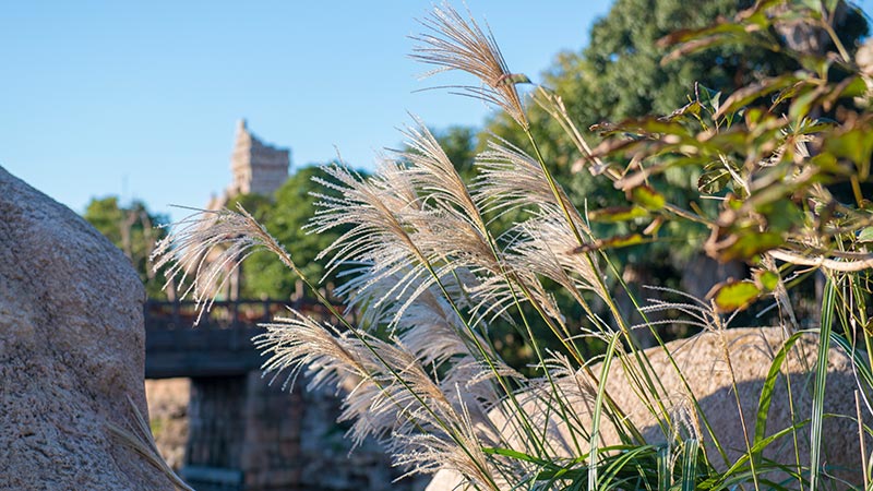 【公式】【花と緑の散策】｜東京ディズニーリゾート・ブログ