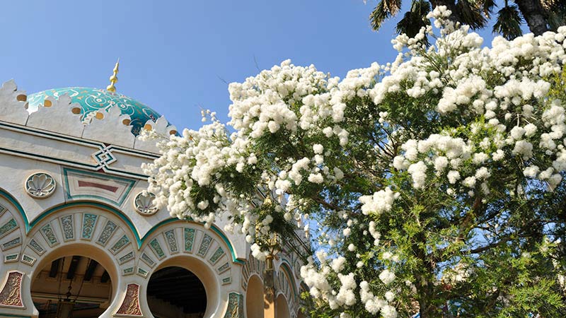 公式 東京ディズニーリゾートの大きな樹をご紹介 東京ディズニーシー編 東京ディズニーリゾート ブログ 東京ディズニーリゾート