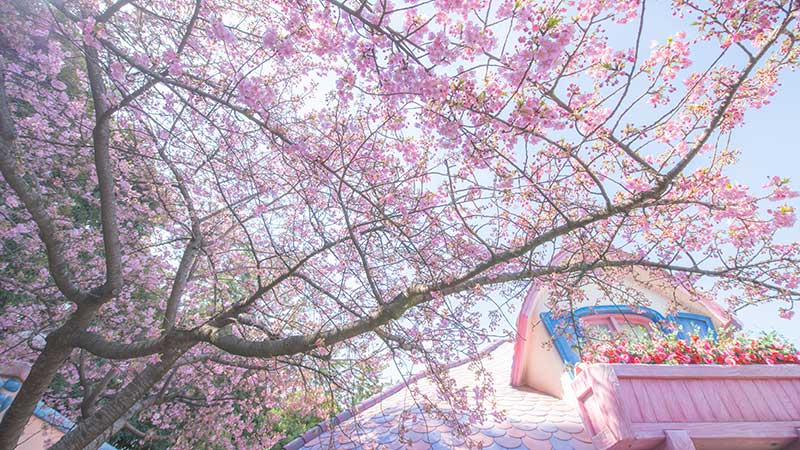 公式 花と緑の散策 東京ディズニーリゾート ブログ 東京ディズニーリゾート