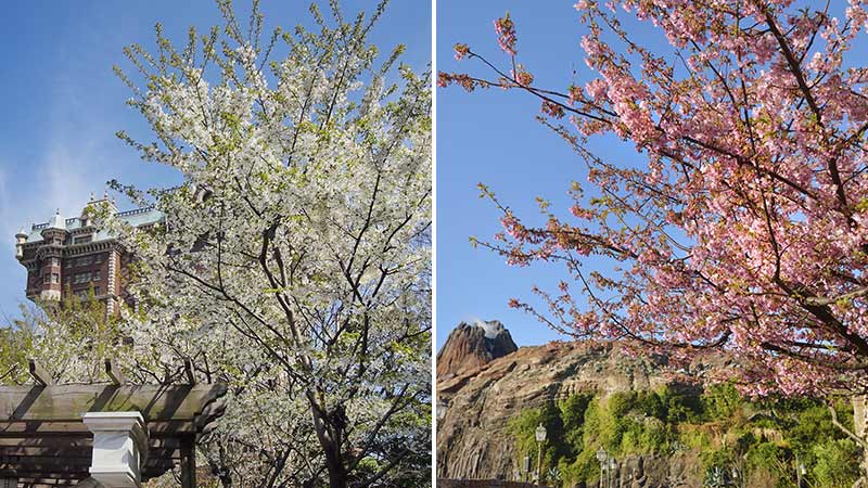 公式 東京ディズニーリゾートの桜をご紹介 東京ディズニーシー編 東京ディズニーリゾート ブログ 東京ディズニーリゾート