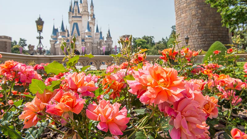 公式 東京ディズニーリゾートの大きな樹をご紹介 東京ディズニーランド編 東京ディズニーリゾート ブログ 東京ディズニーリゾート