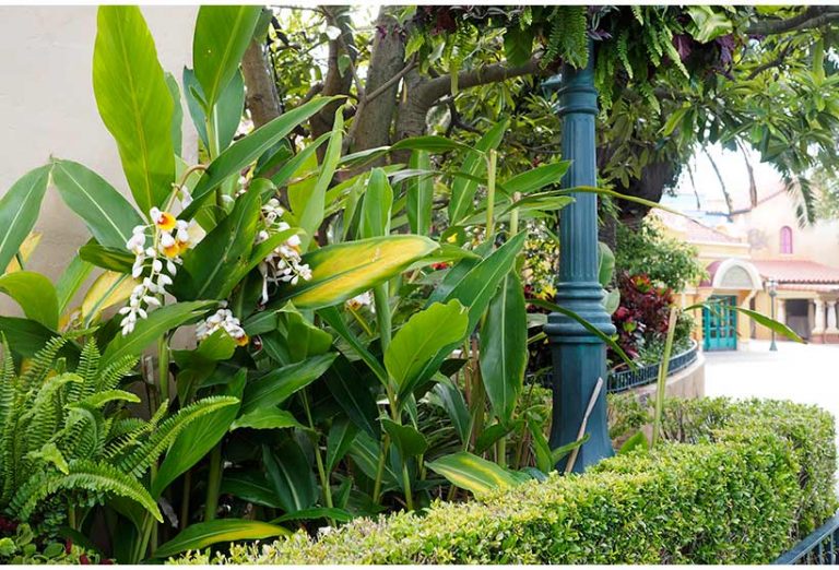 ホルトノキ,花と緑の散策,東京ディズニーランドの画像