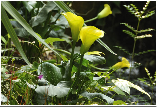 カラー：Zantedeschia hybridaの画像