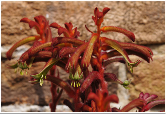 カンガルーポー：Anigozanthos hybridaの画像
