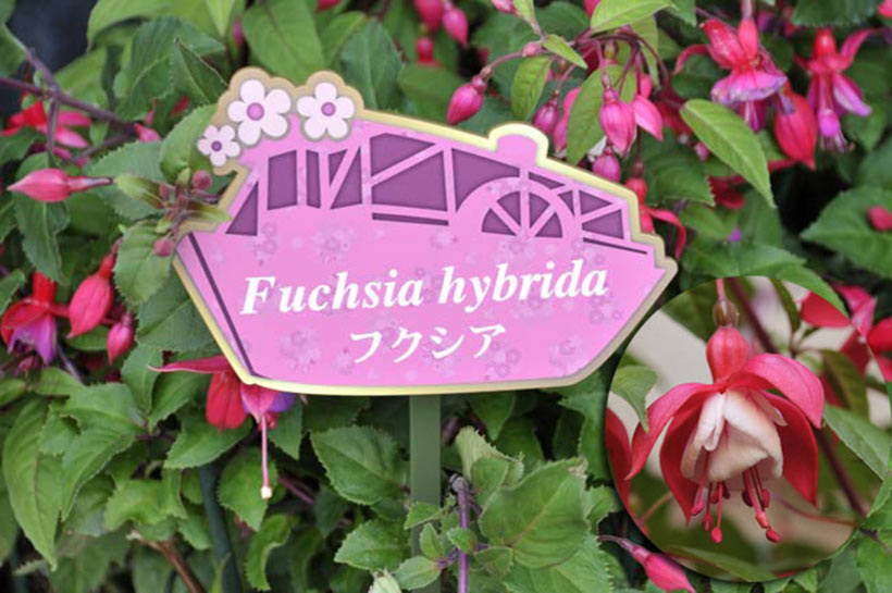 フクシア：Fuchsia hybridaの画像
