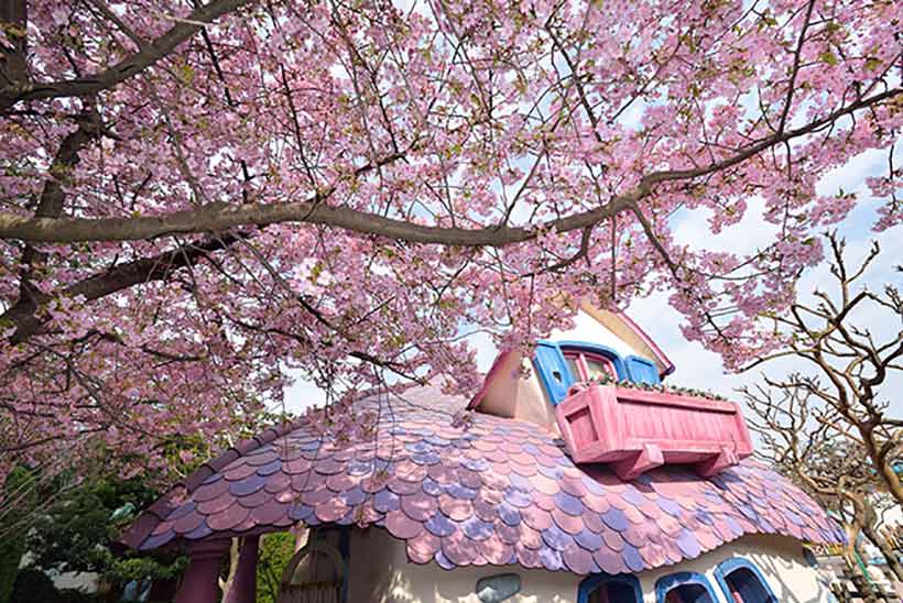 ミニーの家の桜の画像
