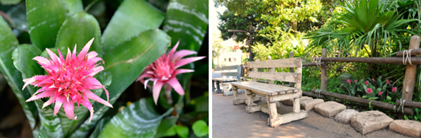 公式 花と緑の散策 東京ディズニーリゾート ブログ 東京ディズニーリゾート
