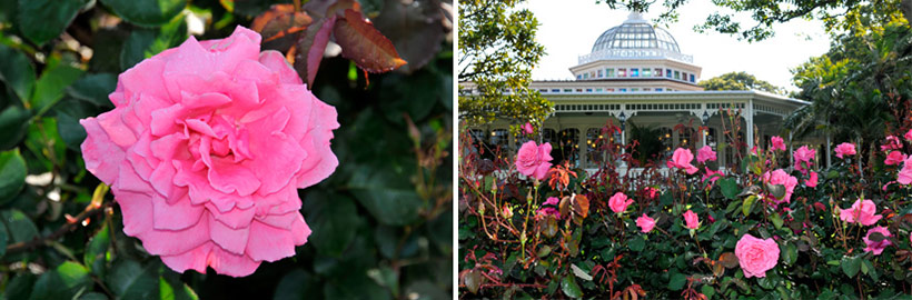 公式 花と緑の散策 東京ディズニーリゾート ブログ 東京ディズニーリゾート