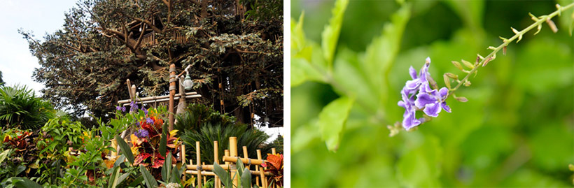 「スイスファミリー・ツリーハウス」付近に咲くデュランタ「タカラヅカ」の画像