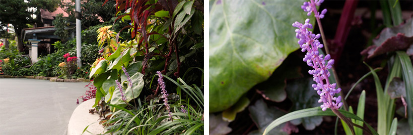 「チャイナボイジャー」付近に咲くヤブランの画像
