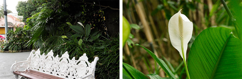 「チャイナボイジャー」付近に咲くスパティフィラムの画像