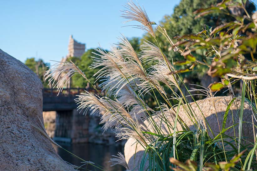 公式 花と緑の散策 東京ディズニーリゾート ブログ 東京ディズニーリゾート