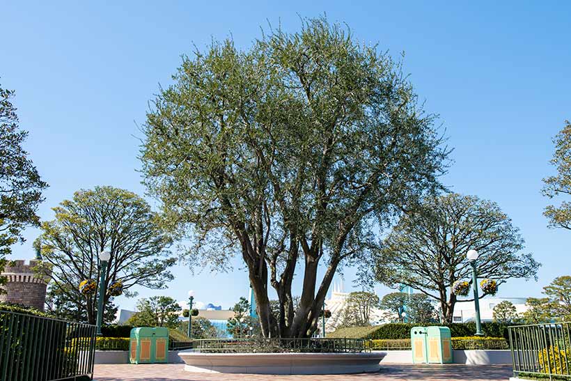 オリーブの樹の画像