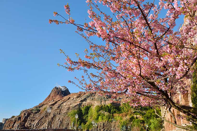 公式 東京ディズニーリゾートの桜をご紹介 東京ディズニーシー編 東京ディズニーリゾート ブログ 東京ディズニーリゾート