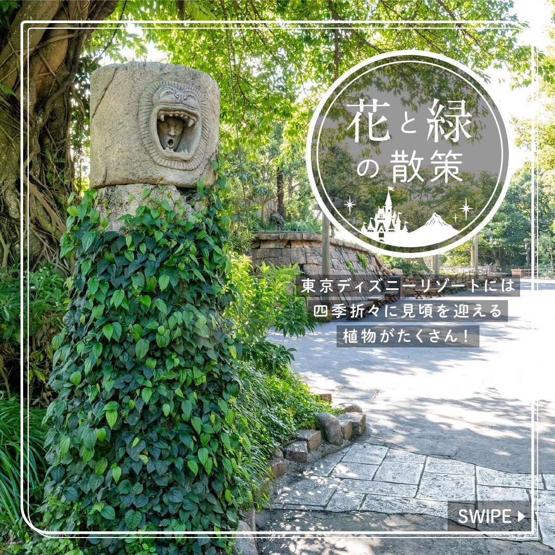  #花と緑の散策 
これからの季節に東京ディズニーシーで見ることができる植物をご紹介します

#piperkadsura #lostriverdelta...のイメージ