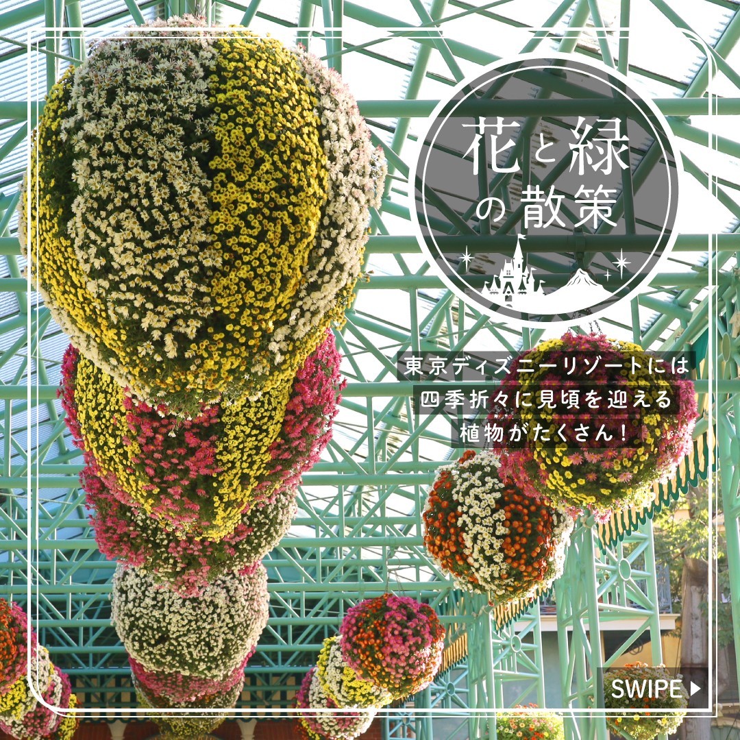 image of ⁡
 #花と緑の散策 
これからの季節に東京ディズニーランドで見ることができる植物をご紹介します
⁡
#chrysanthemummorifolium...