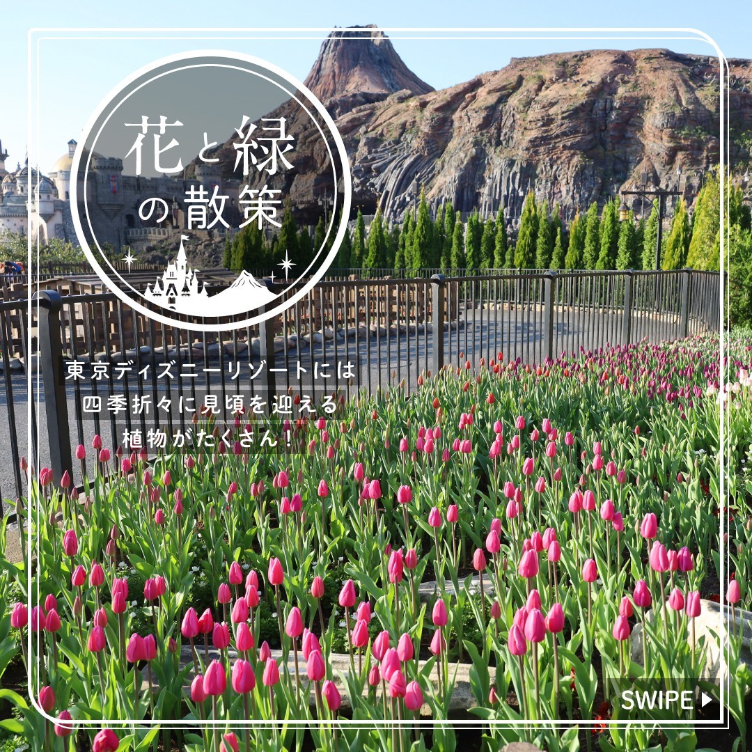 ⁡
 #花と緑の散策 
〜 #チューリップ 〜
これからの季節に東京ディズニーシーで見ることができる植物をご紹介します
⁡
#tulipasp...