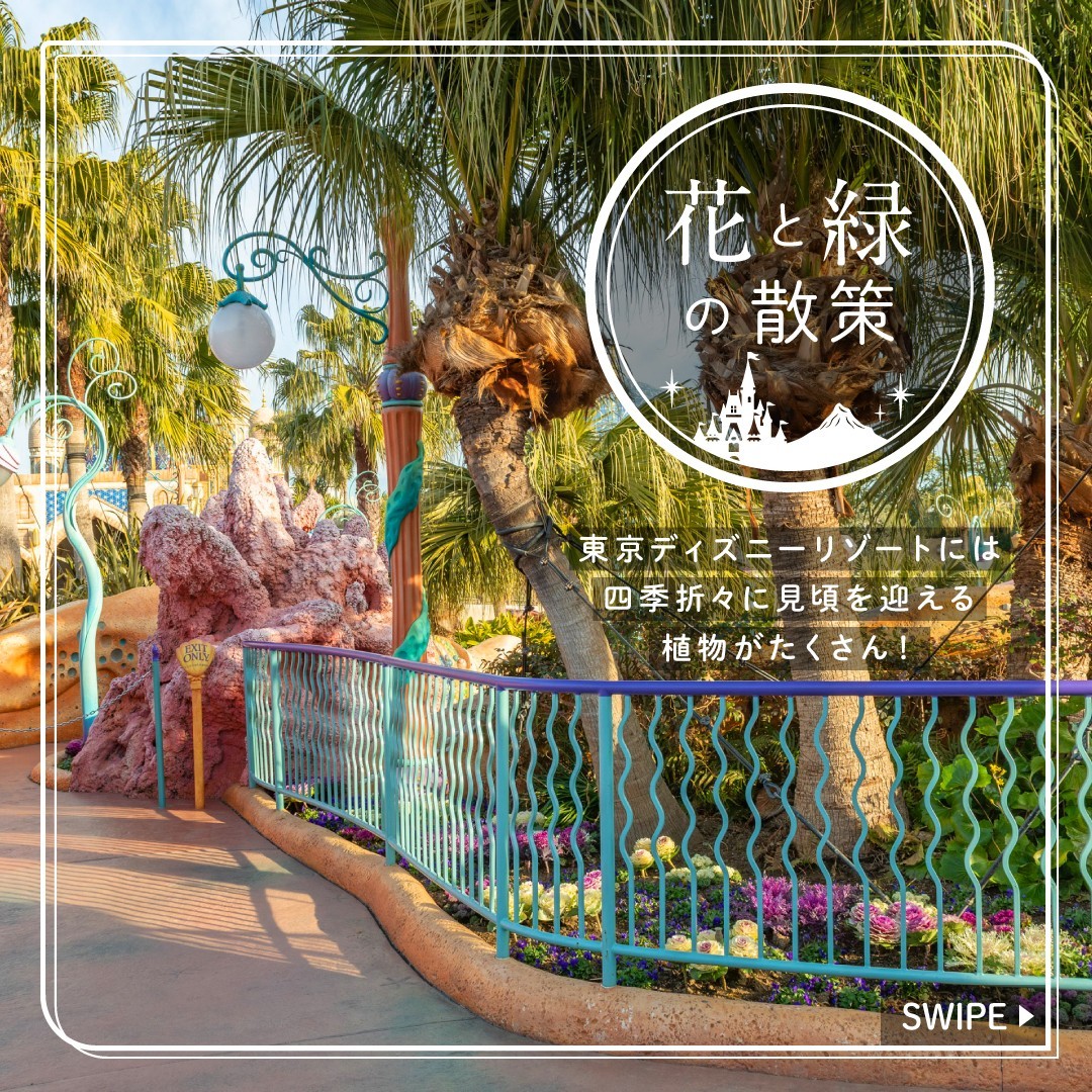 ⁡
 #花と緑の散策 
～ハボタン～
これからの季節に東京ディズニーシーで見ることができる植物をご紹介します
⁡
#brassicaoleraceavaracephala...のイメージ