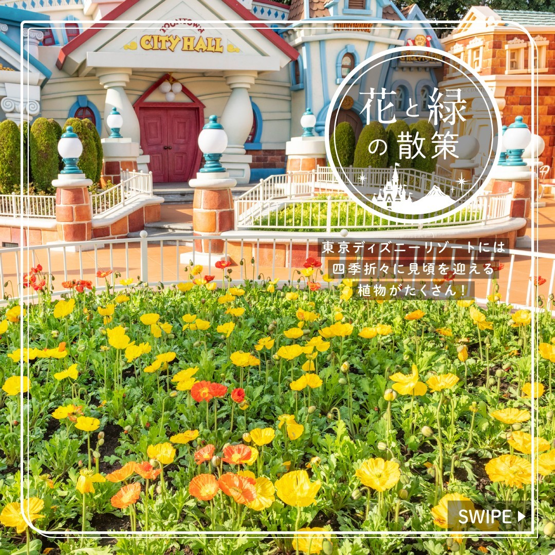 ⁡
これからの季節に東京ディズニーランドで見ることができる植物をご紹介します
⁡
#papavernudicaule #toontown #tokyodisneyland...のイメージ