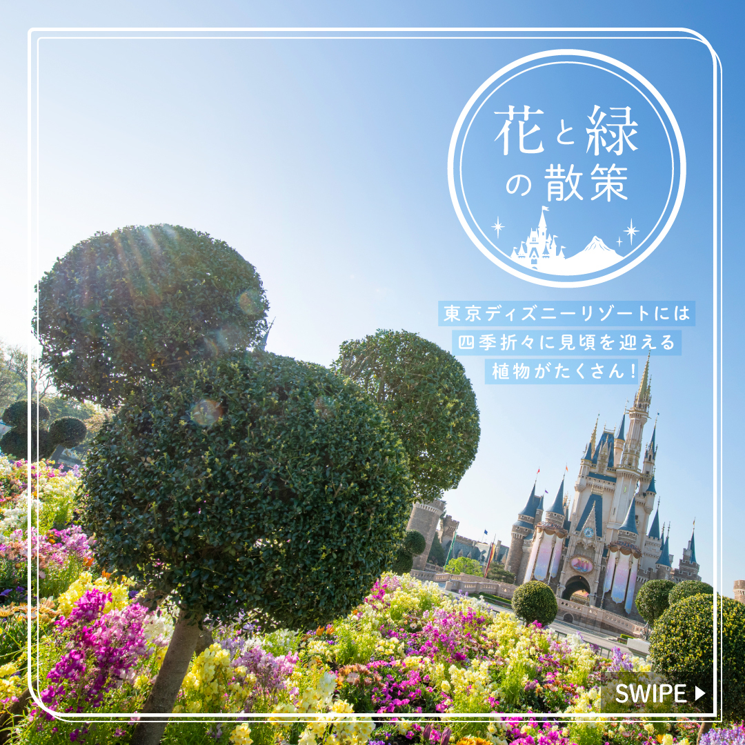 ⁡ ⁡
これからの季節に東京ディズニーランドで見ることができる植物をご紹介します
⁡
#ilexcrenata #tokyodisneyland...