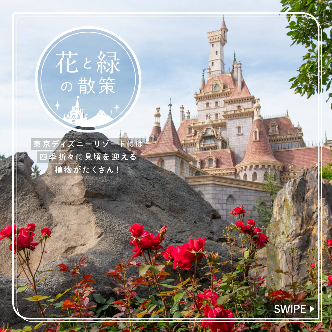 ⁡
いまの季節に東京ディズニーランドで見ることができる植物をご紹介します
⁡
#rosahybrida #truebloomredcaptain #grafindiana...のイメージ