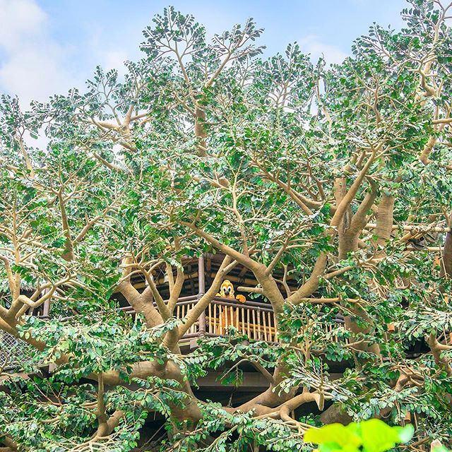 Find Pluto!プルートはどーこだっ♪#pluto #screendebut #swissfamilytreehouse #adventureland...のイメージ